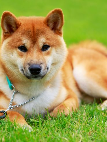 shiba inu