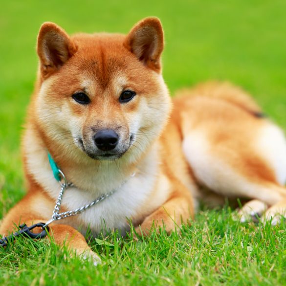 shiba inu