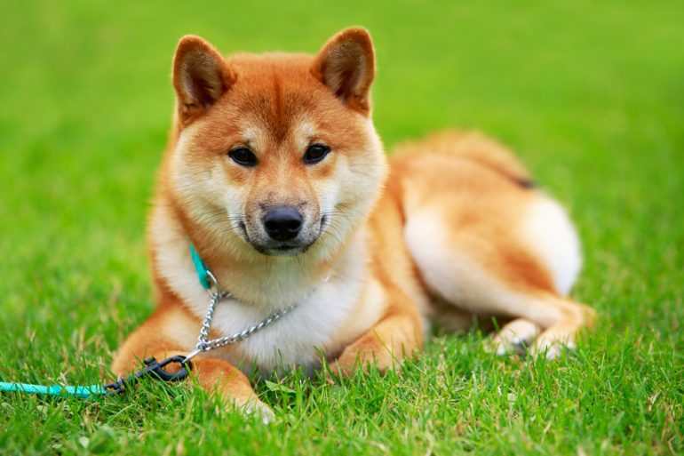 shiba inu